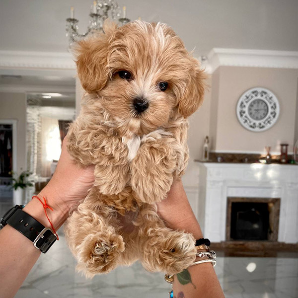 Maltipoo Puppies In Kyiv A Magical