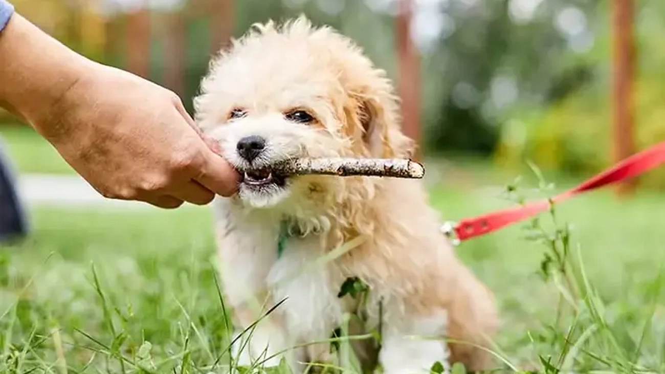 maltipoo-training2