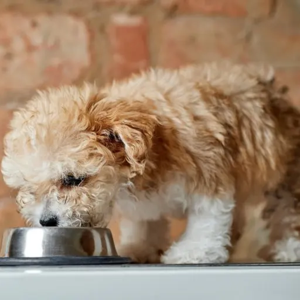 maltipoo_eating