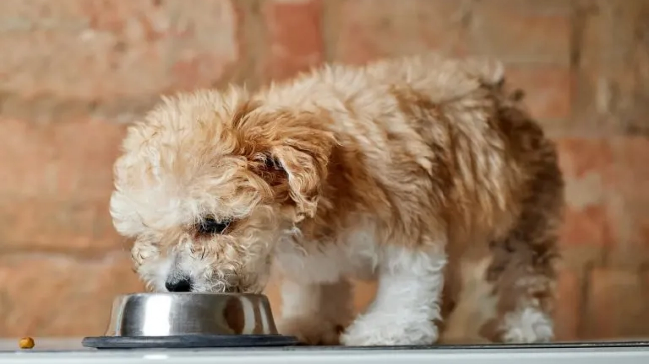 maltipoo_eating