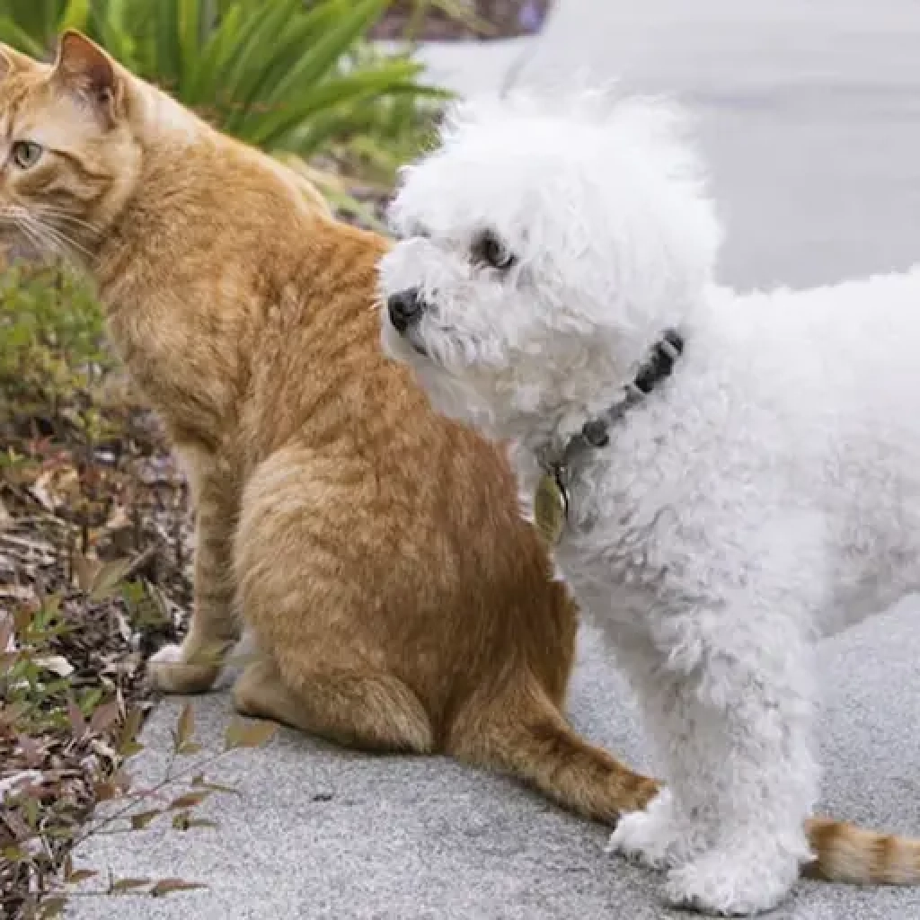 maltipoo_and_cat