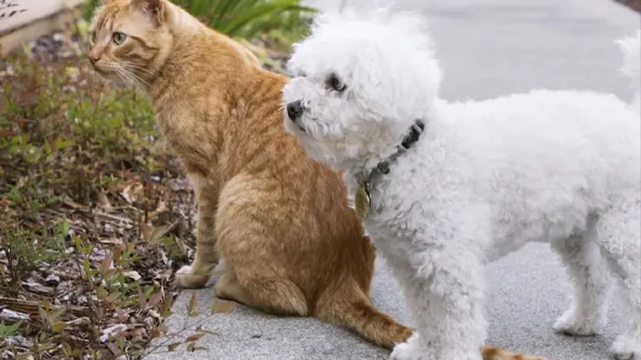 maltipoo_and_cat