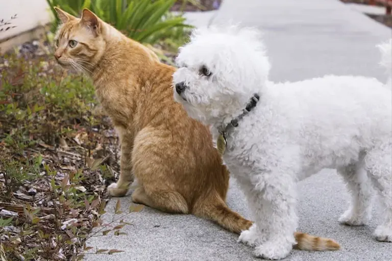 maltipoo_and_cat