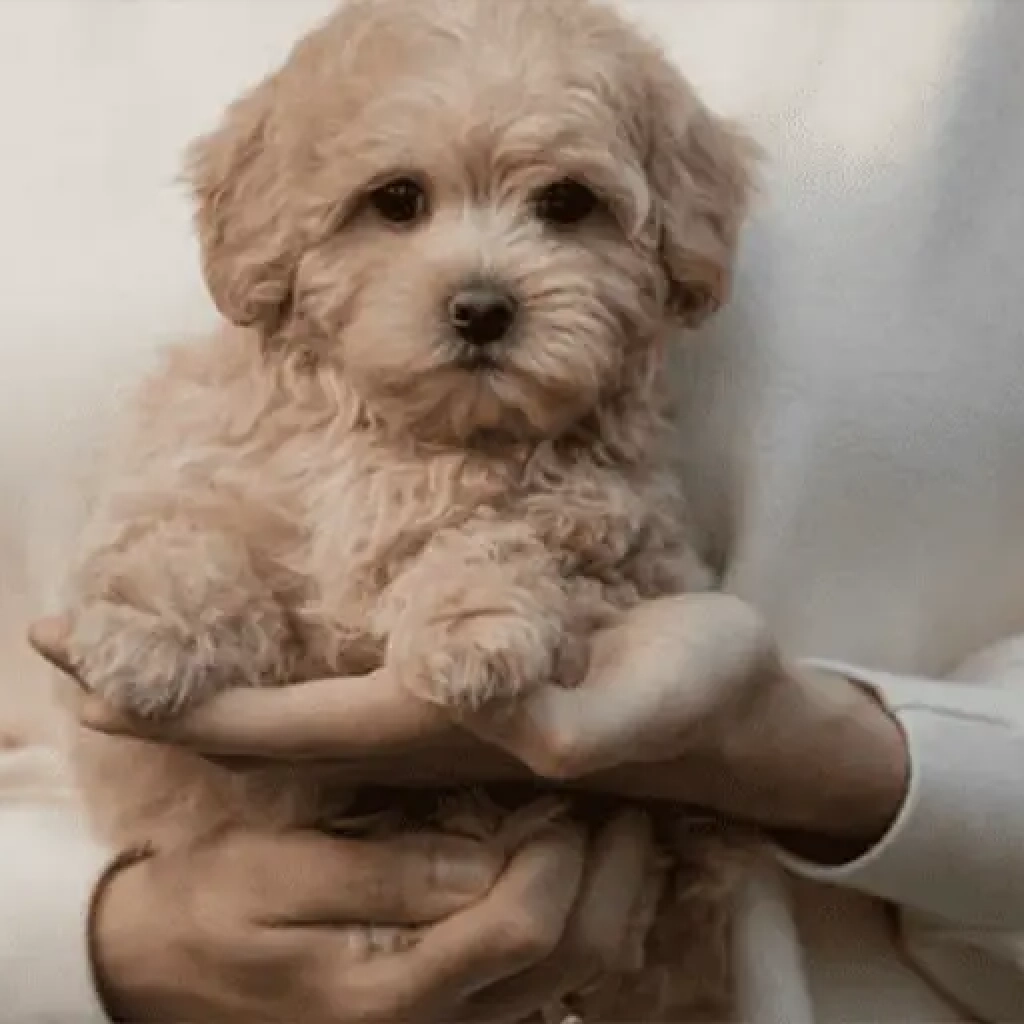 maltipoo_human_therapy