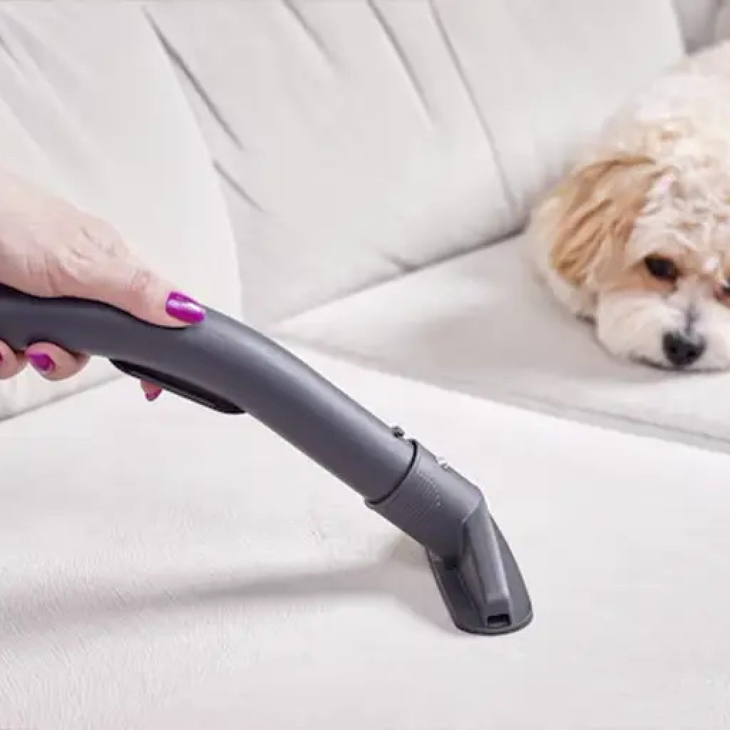 maltipoo_and_vac