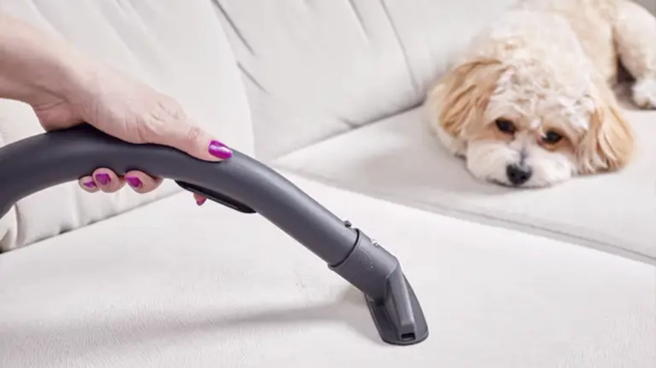 maltipoo_and_vac