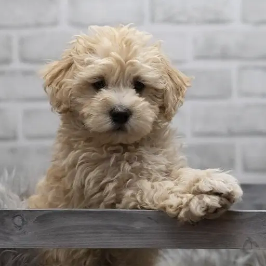 maltipoo_discipline