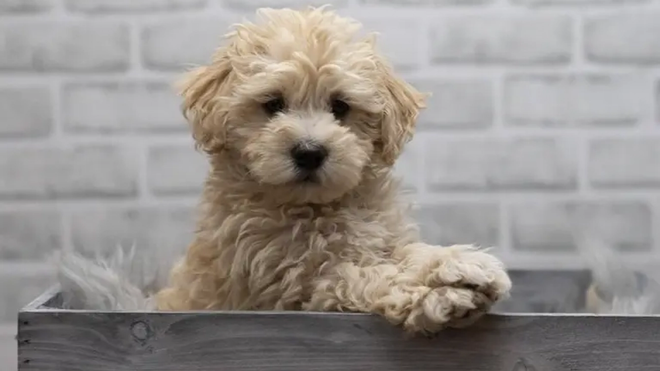 maltipoo_discipline