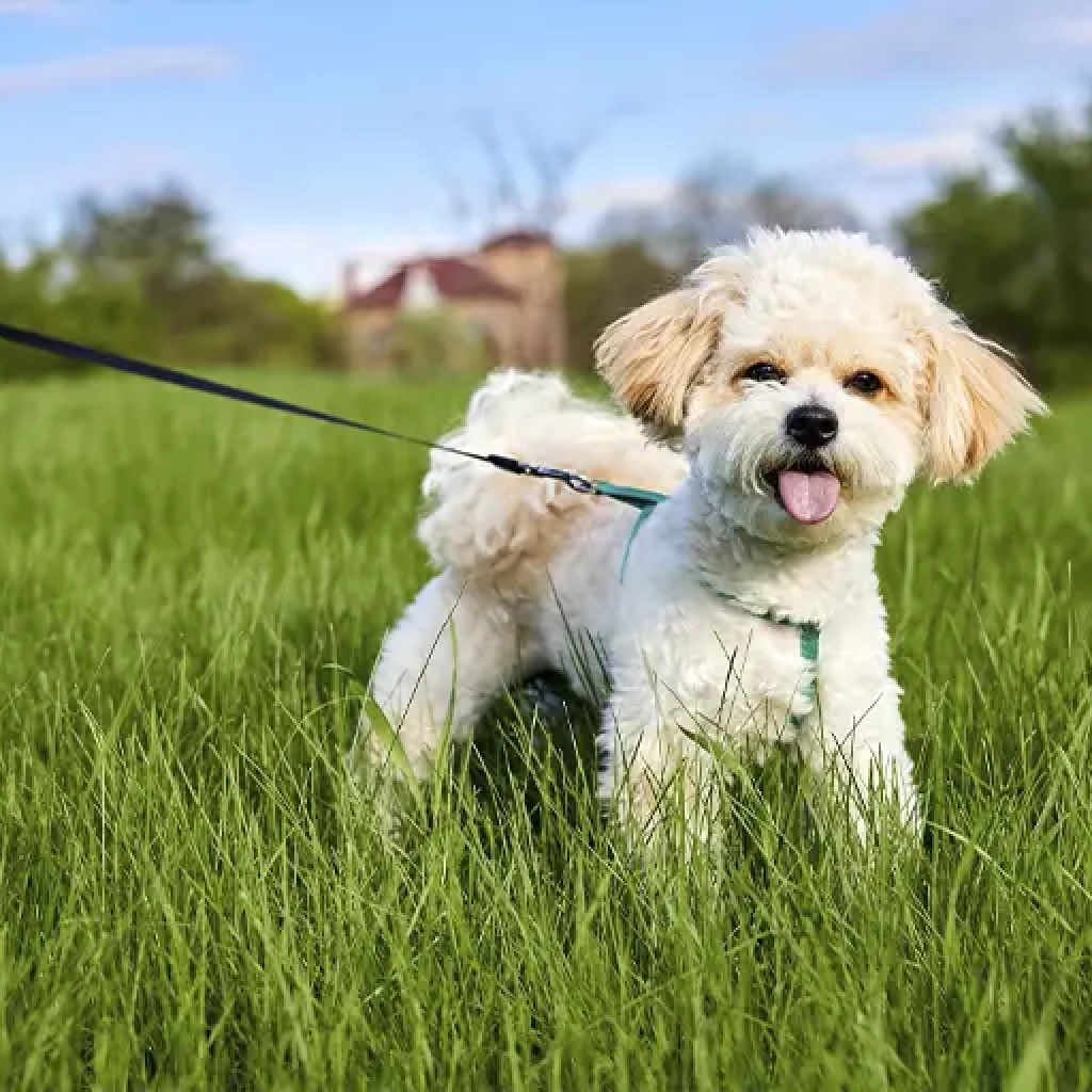 maltipoo_leash