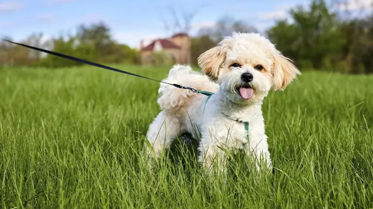 maltipoo_leash