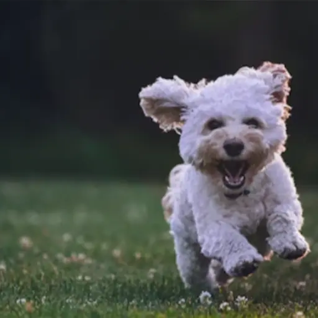 maltipoo_reactive_dog