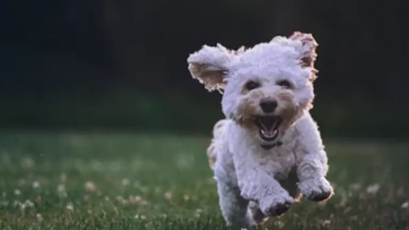 maltipoo_reactive_dog