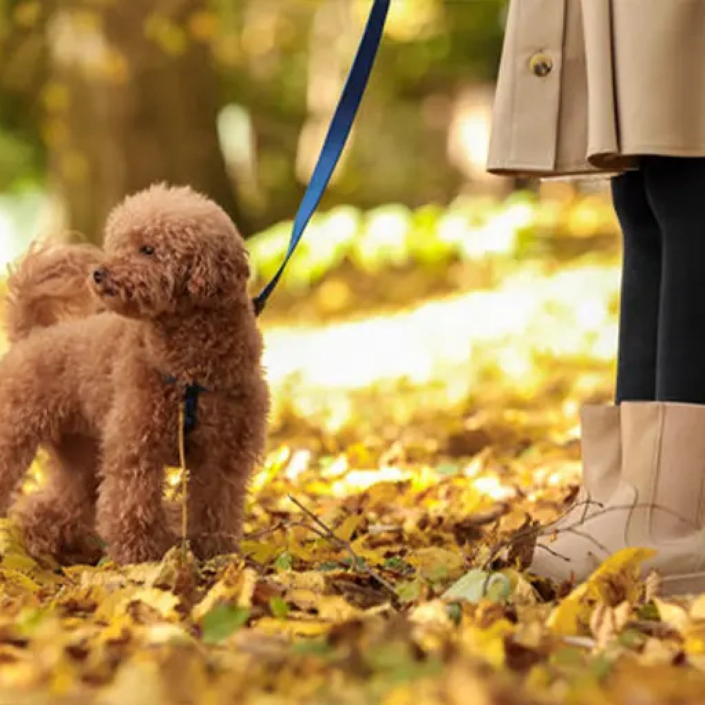 maltipoo_walking