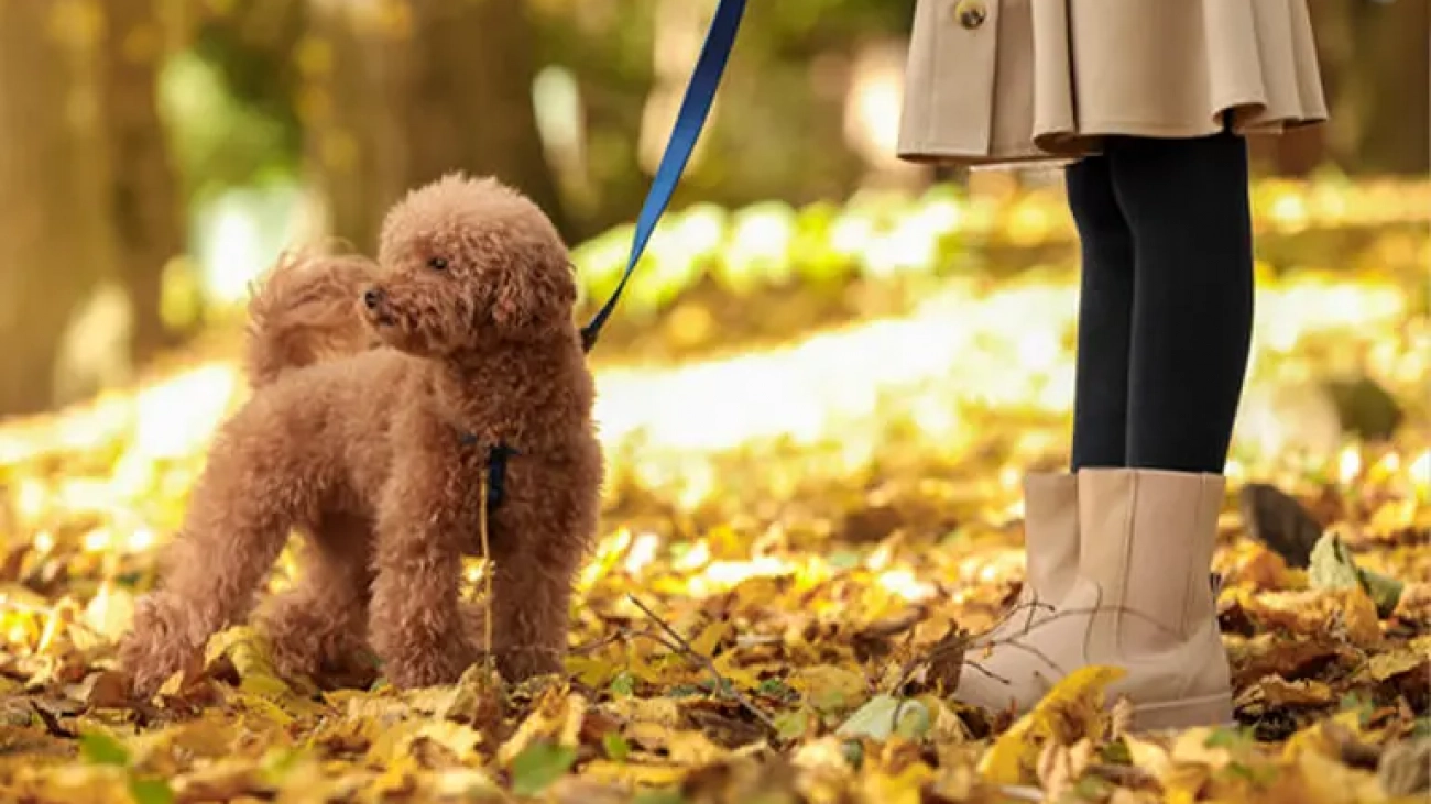 maltipoo_walking